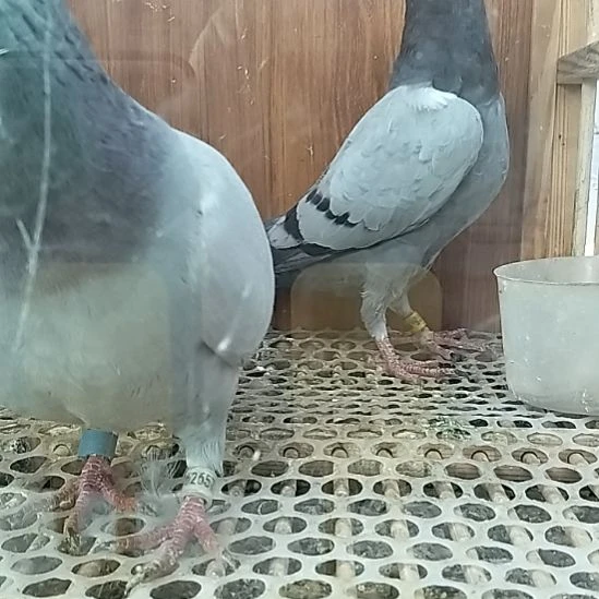 信鸽赛鸽成绩鸽种鸽