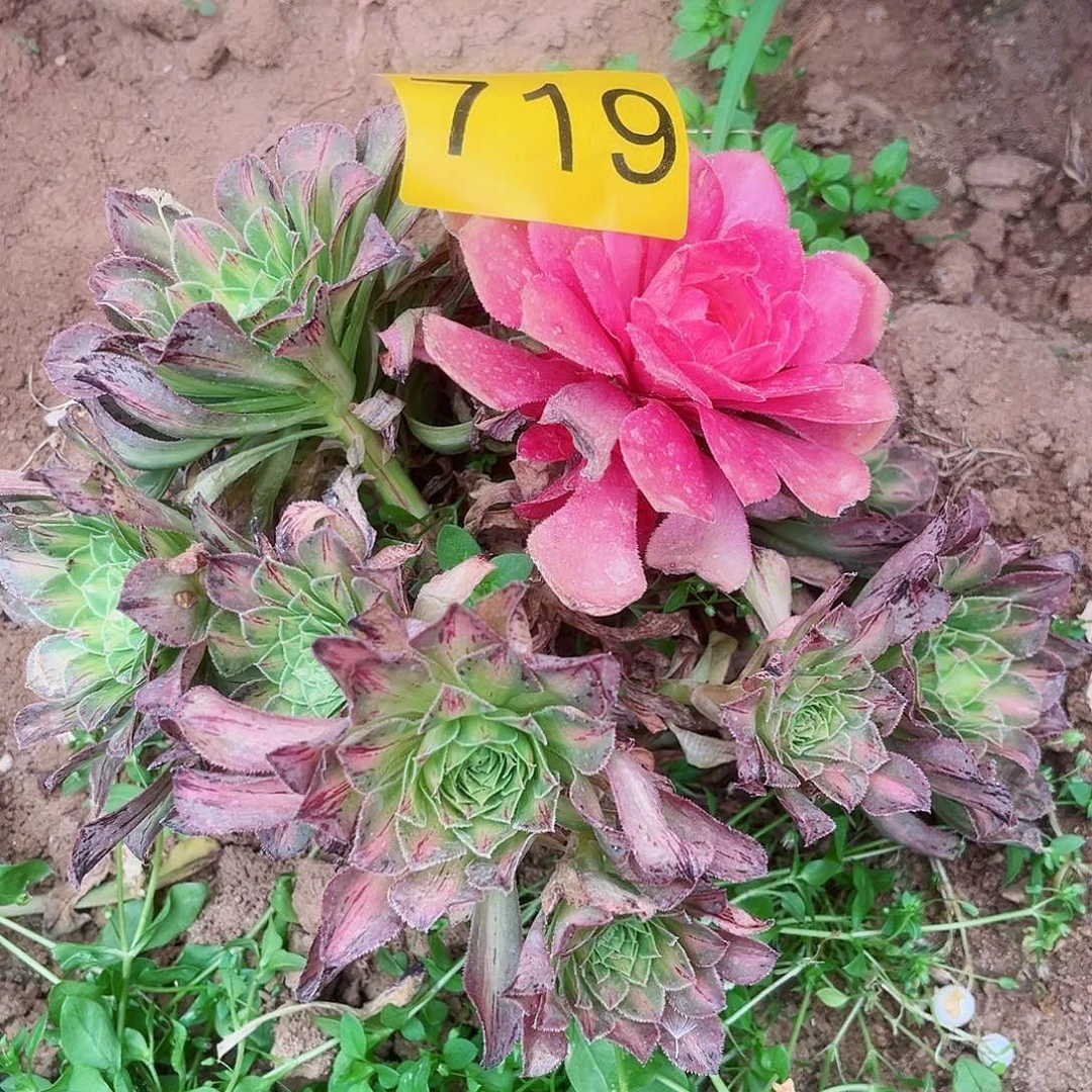 顺**生719知否多肉植物