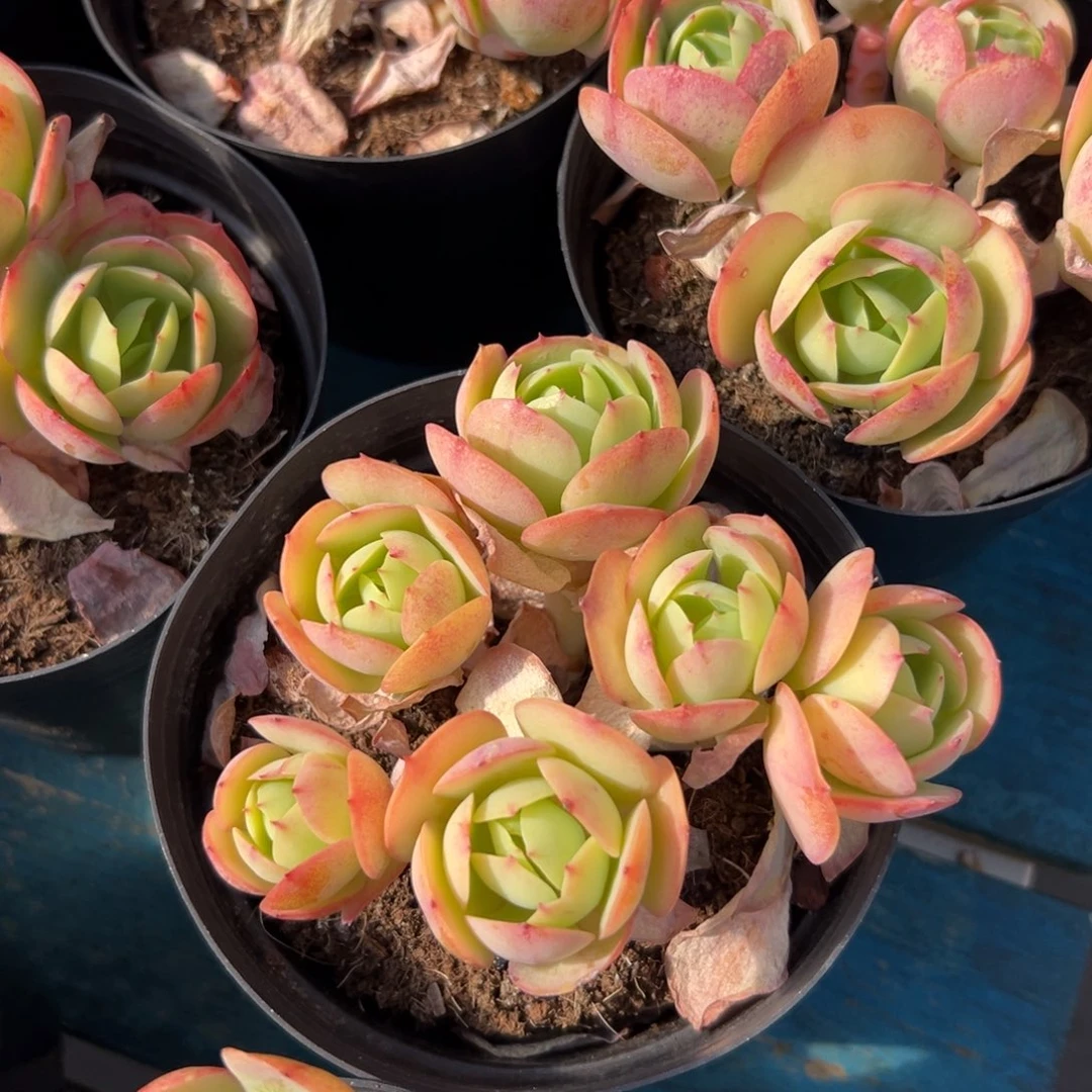 从前慢花园多肉编号1206-鸡蛋碧桃