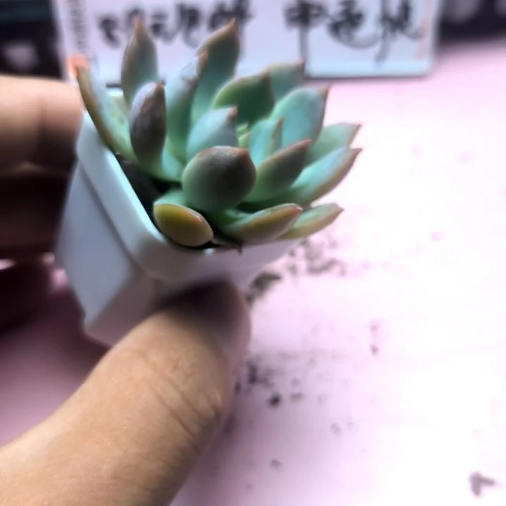 霜花，满8.8包邮发货谢谢
