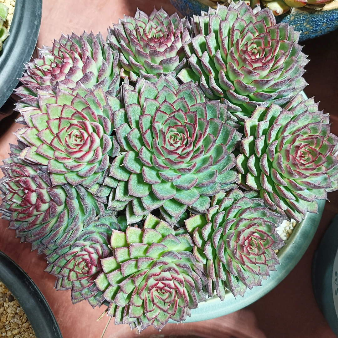 萤火虫多肉整桩无砍自然群