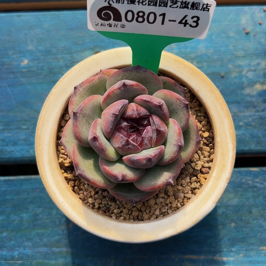 多肉一物一拍0801-43