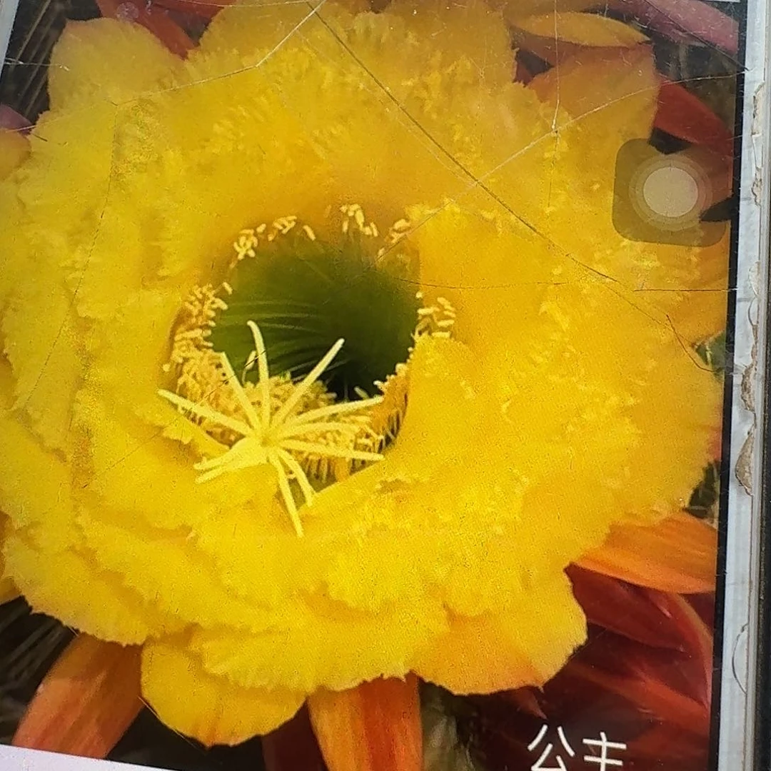 公主侧芽5公分毛花柱