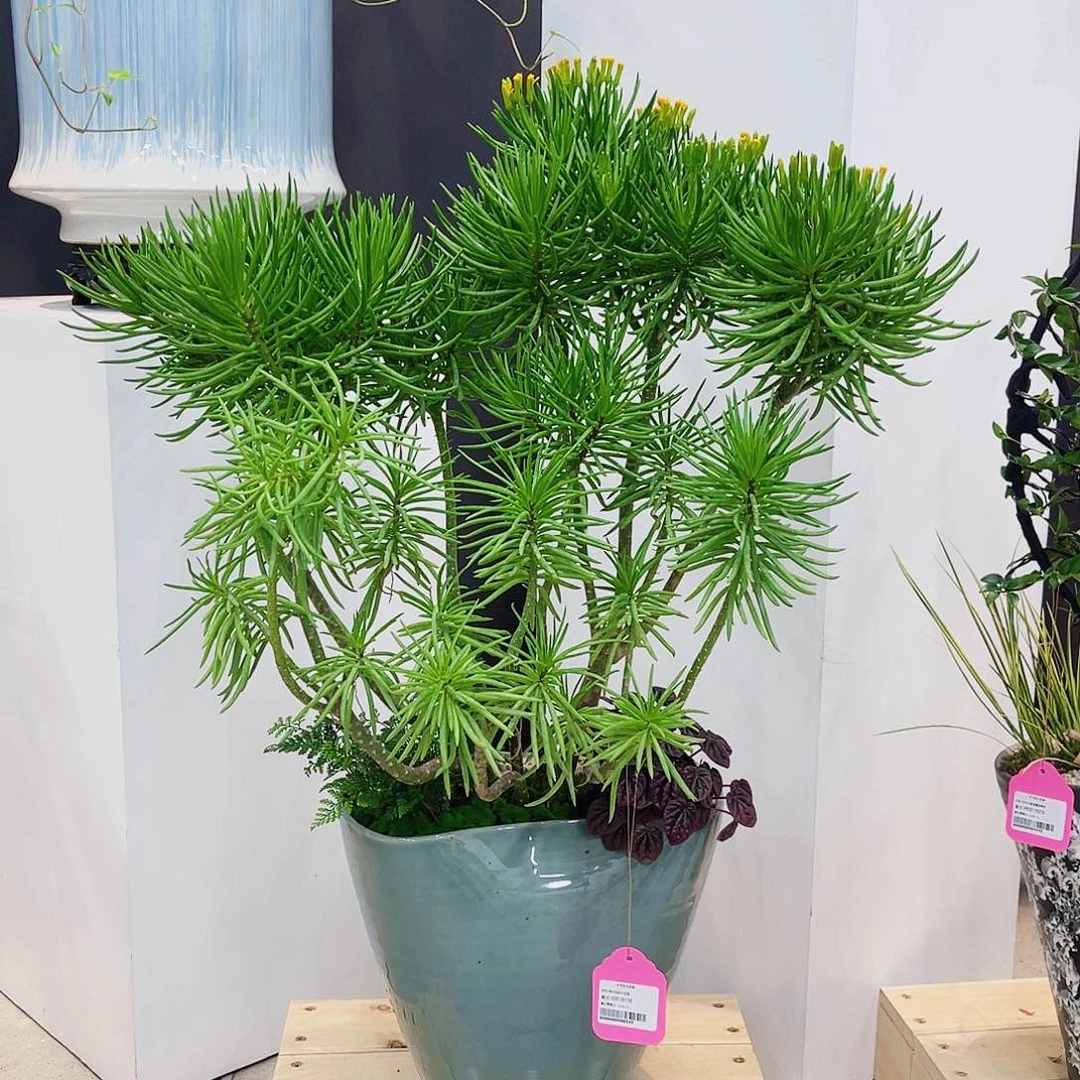 高端绿植一物一拍