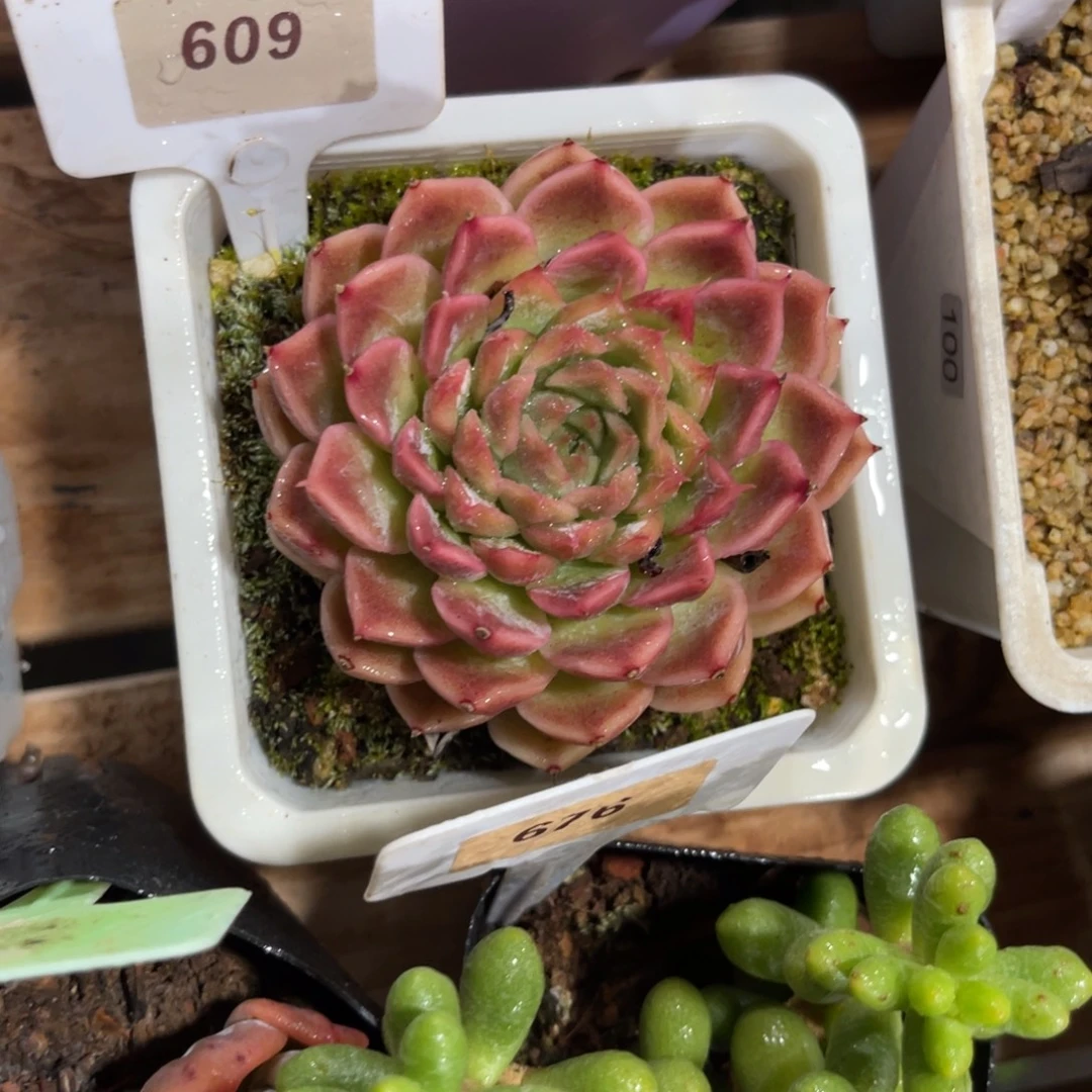 G***i云尘多肉一物一拍609