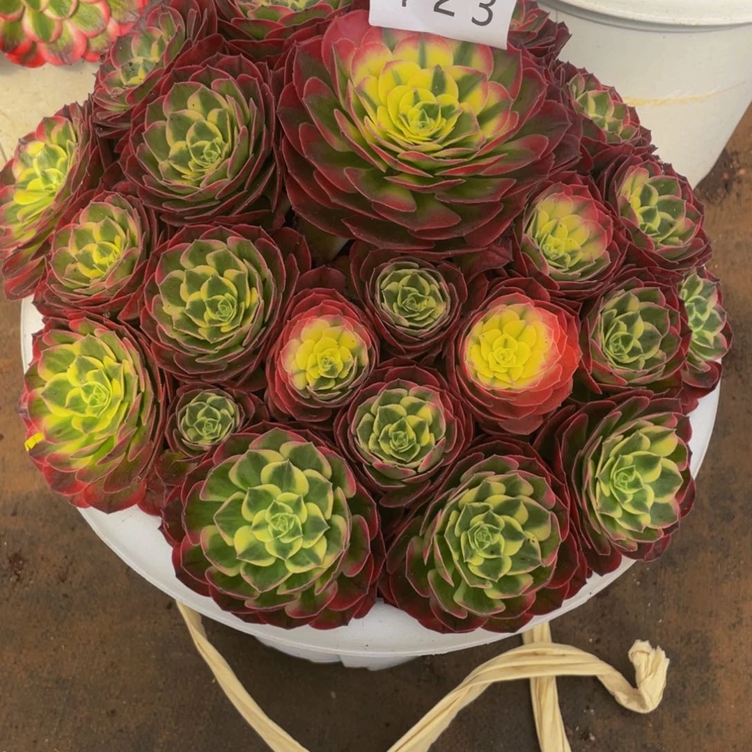 梦***见【通用】万圣节系列群生多肉植物万老桩大手捧精品多肉