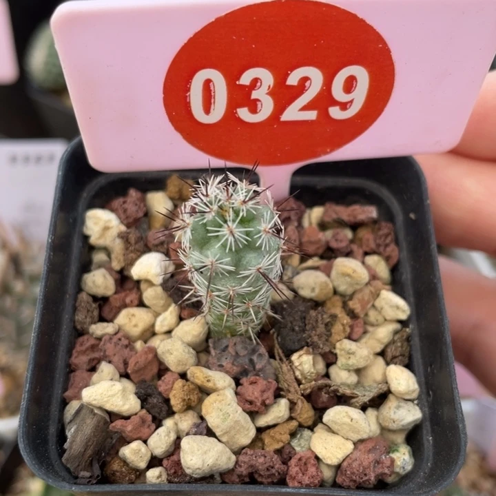 实生马贼一一棵0329