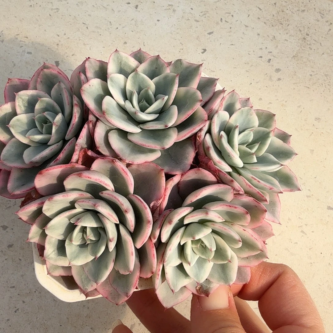 奶油黄桃锦，多肉植物。