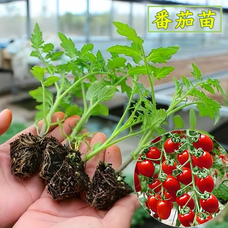 西红柿苗番茄苗【基地直销】高产千禧圣女果苗蔬菜苗爆果沙瓤庭院