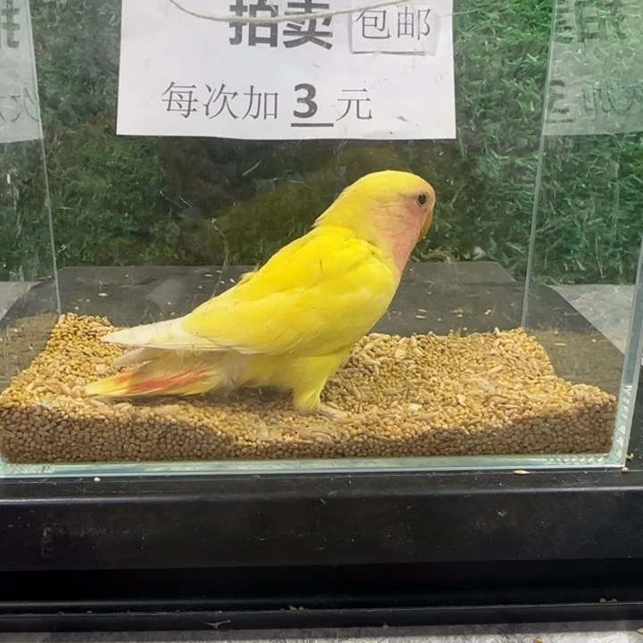 虎皮鹦鹉黄桃牡丹鹦鹉