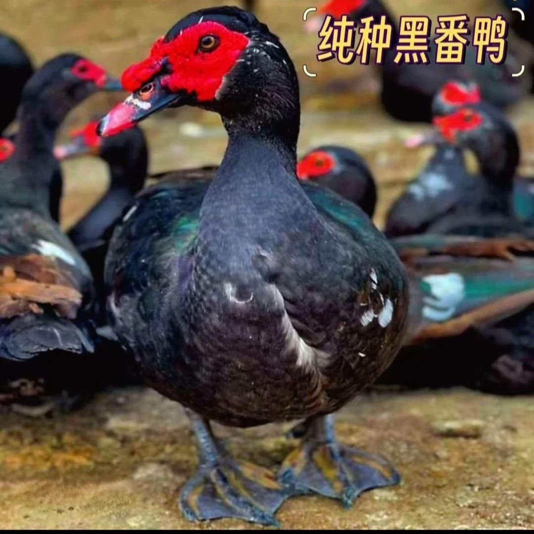 宠物 纯种黑番鸭 活 顺丰包邮