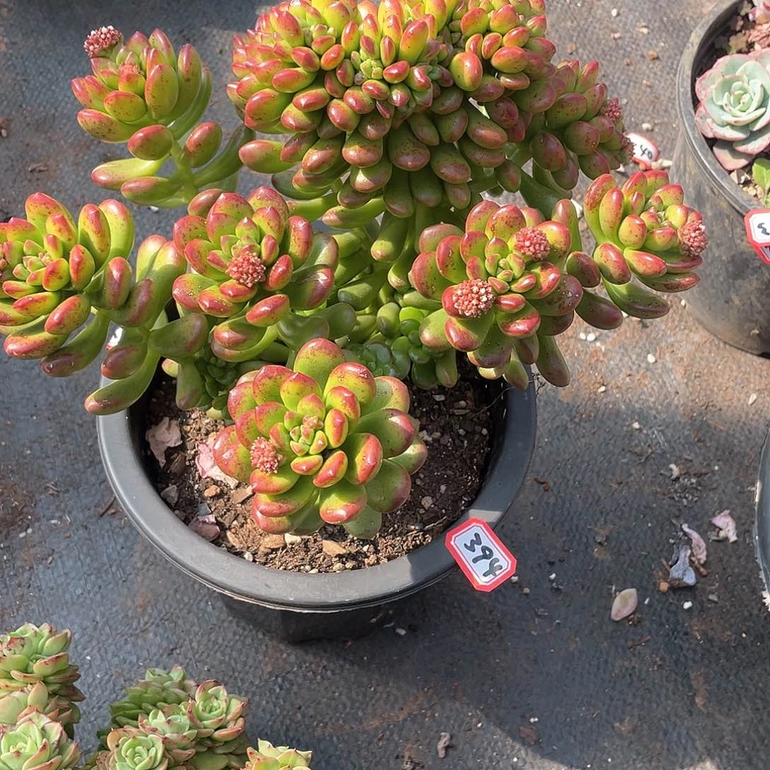 394松绿 一物一拍多肉