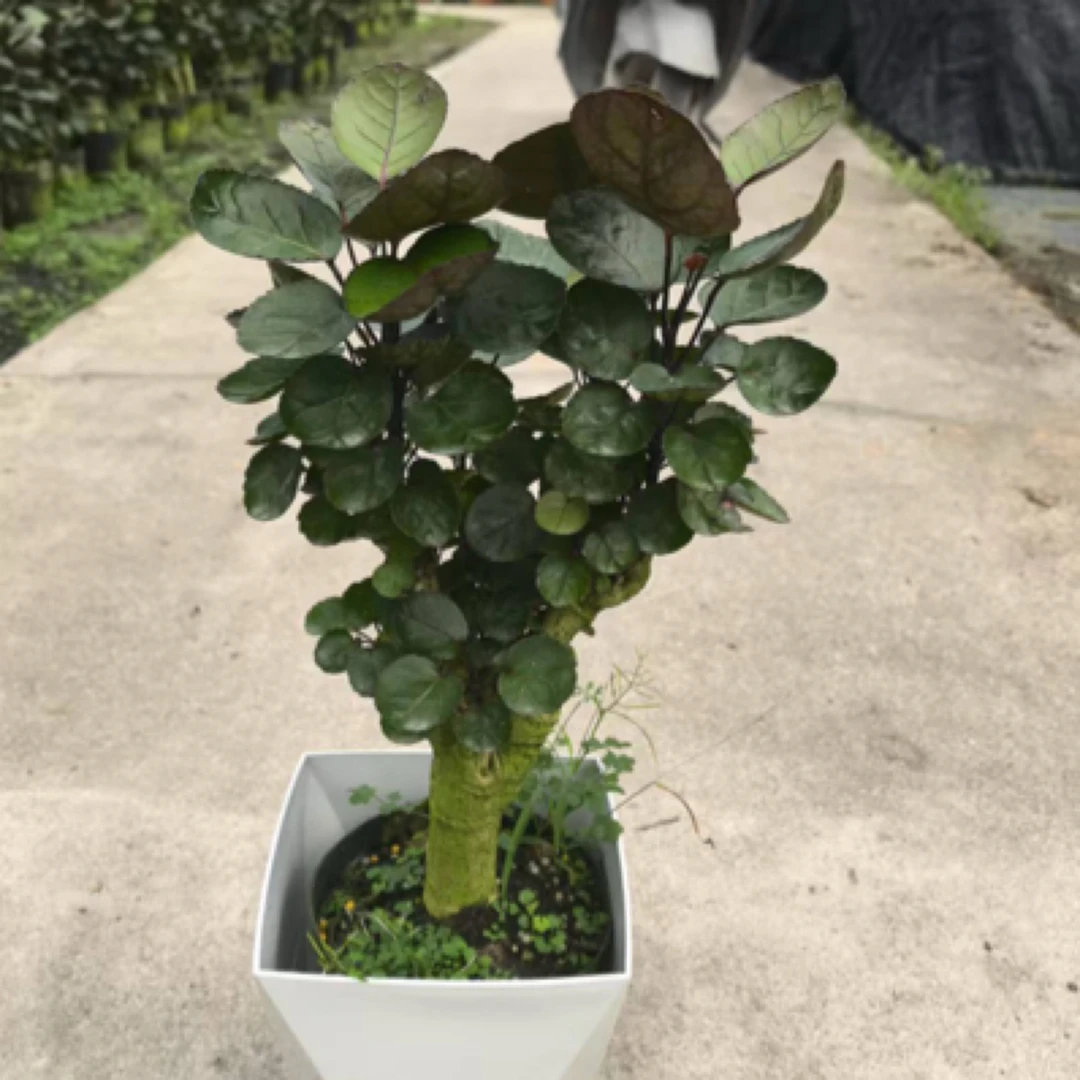 15#福禄桐钱兜兜绿植桌面款好寓意美化环境高颜值