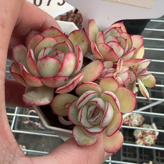 71牡丹亭满18包邮多肉