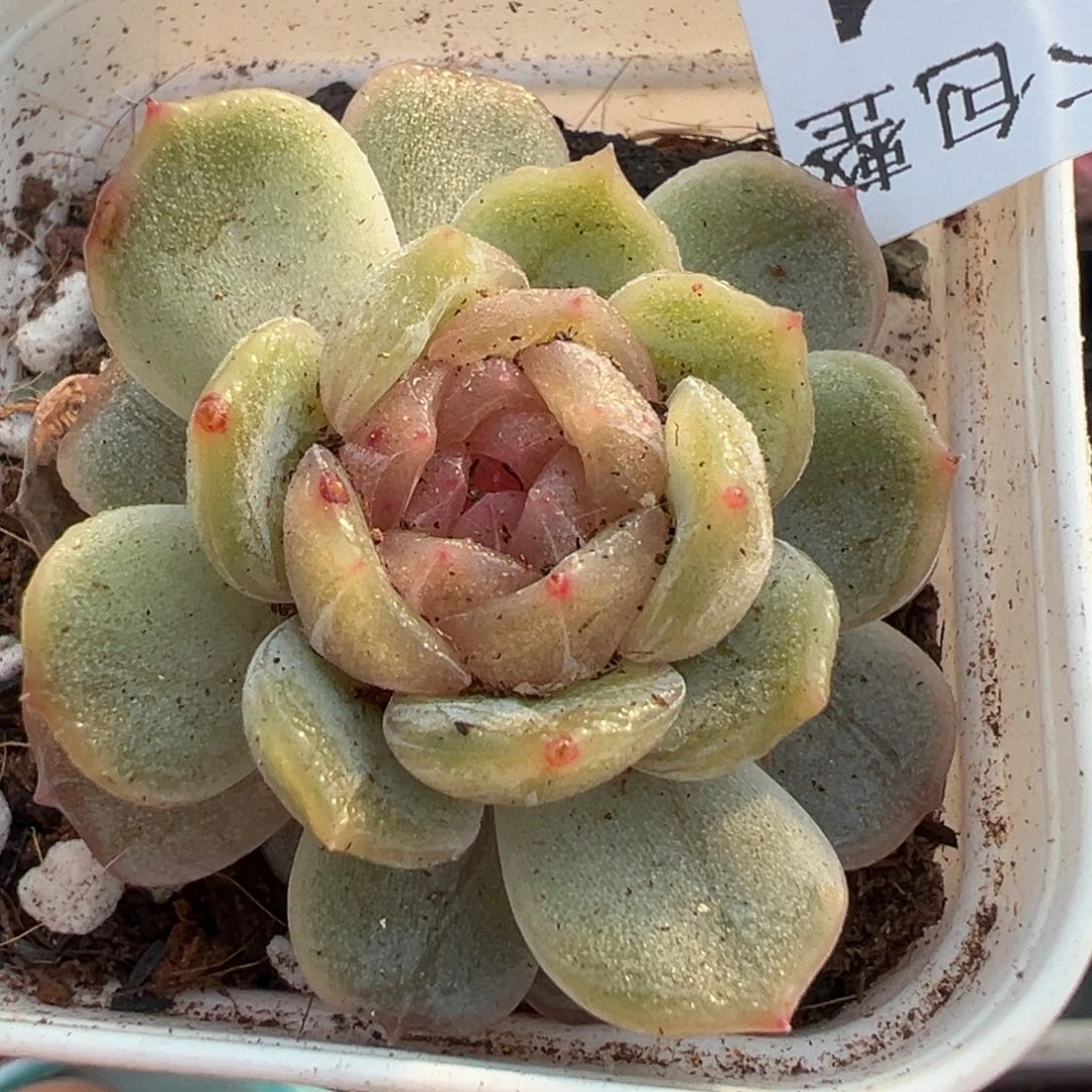 小卡拉米糖心一物一拍20-1