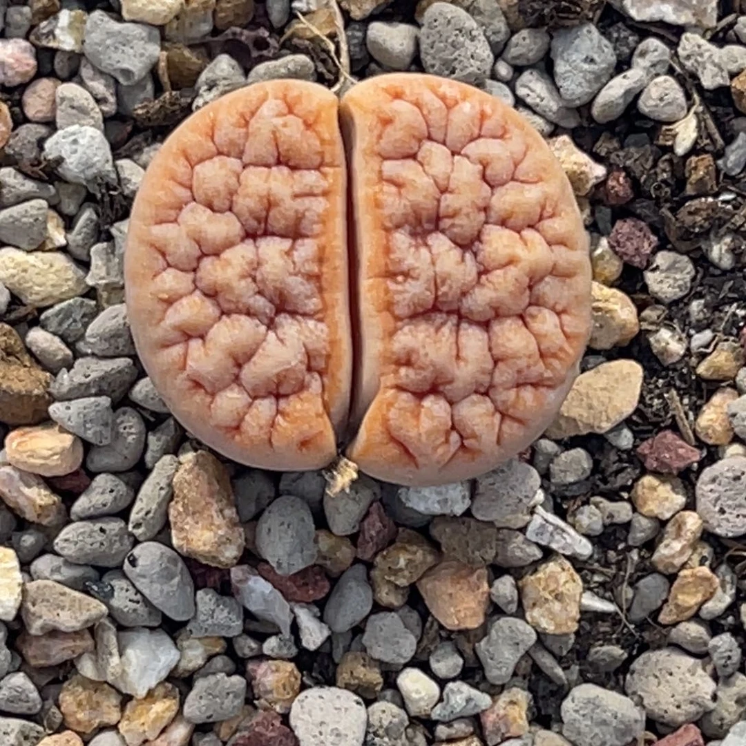 5080蜜纹拿铁1891尺寸2.0凹凸