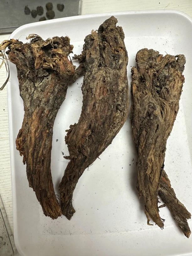 【野丹参】西藏精选野紫丹参，拒绝熏染，深山采挖，不做添加