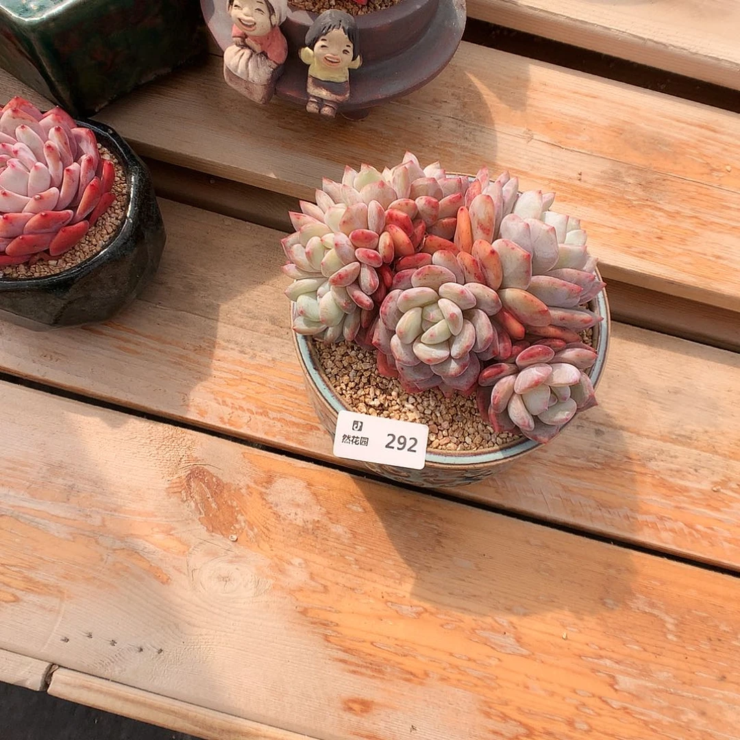 292蒙克綴多肉植物