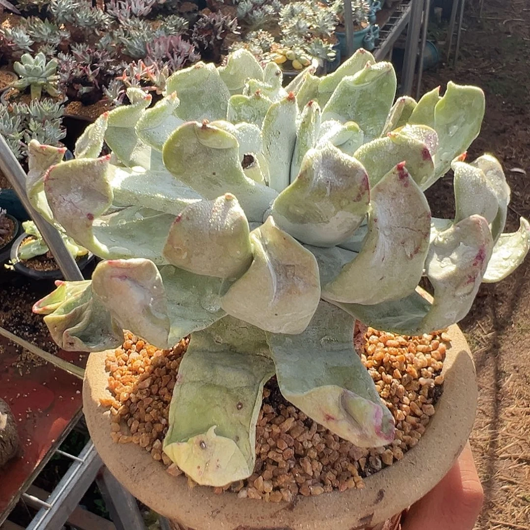 7566普芙拇指仙女杯