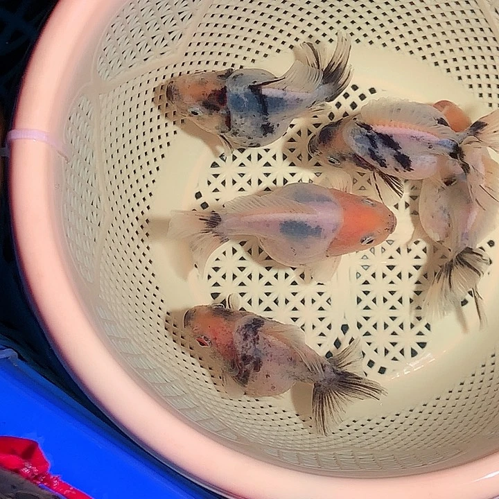 金鱼开箱视频包损23