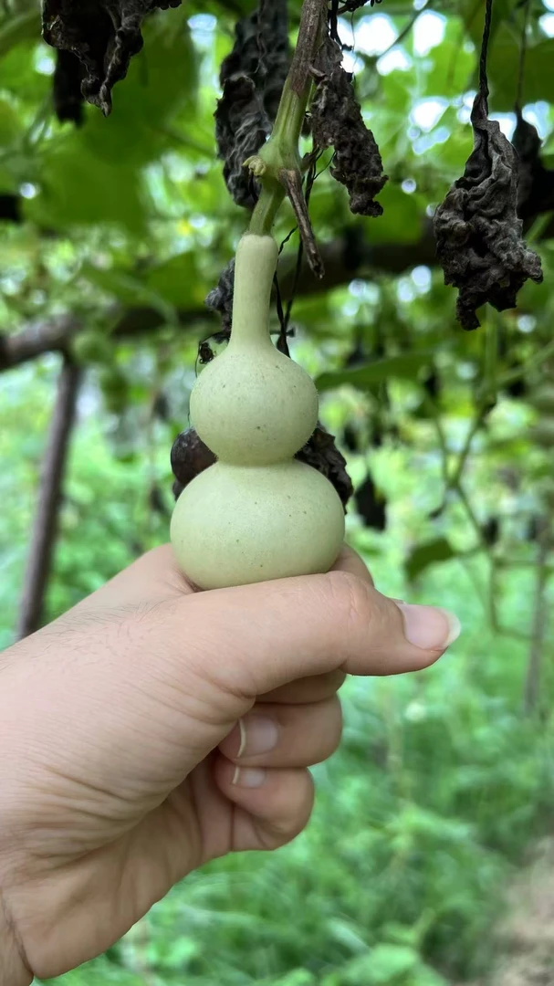 直播见葫芦专属链接 一物一拍
