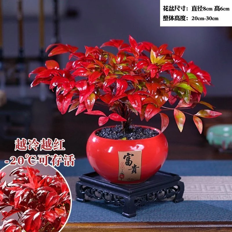 【耐寒零下38度】耐寒又好看的火焰南天竹年宵花国风花卉室内盆栽