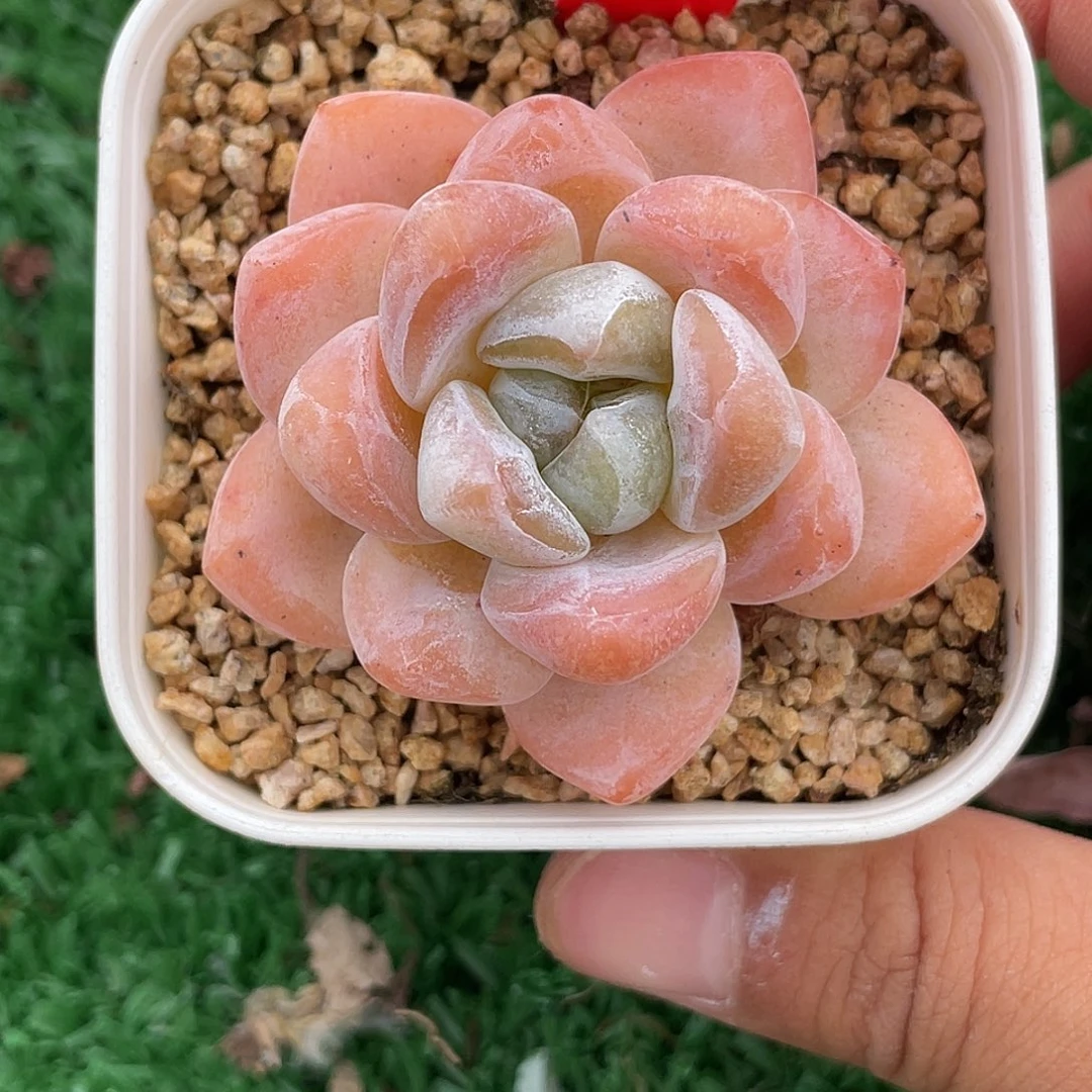 萌肉小筑0721-30粉玥