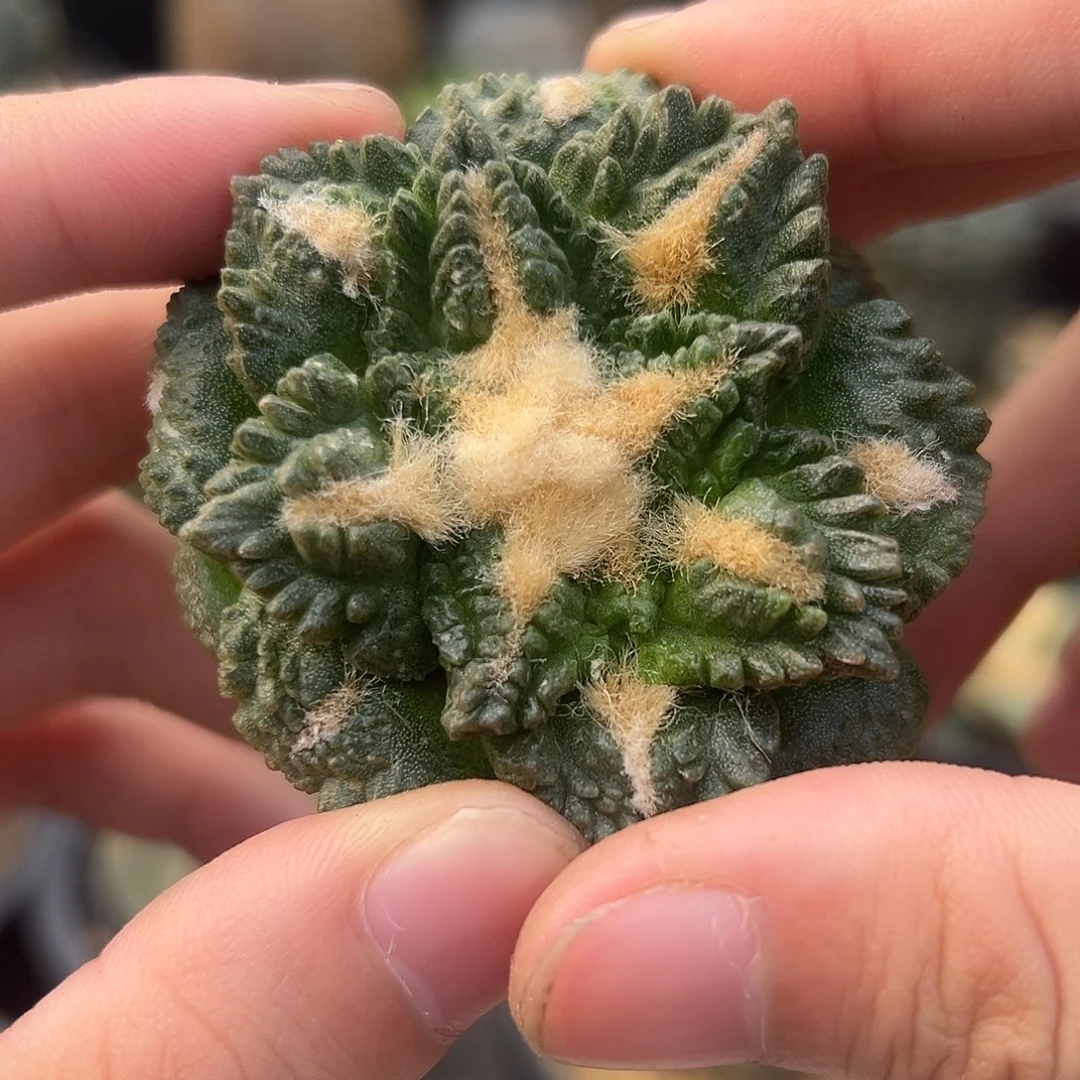 完全开放自根龟甲星顿g