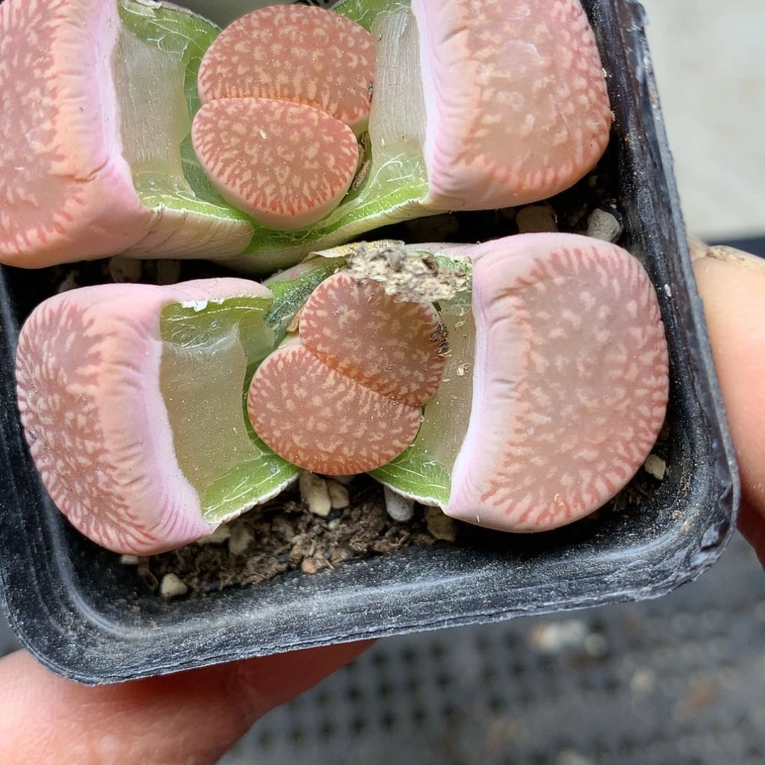 C522多肉植物保护研究所