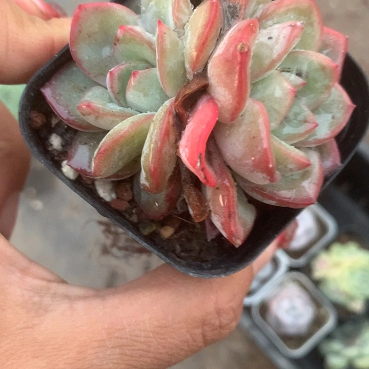 泡芙双。（满9.99包邮不满9.99发叶子）