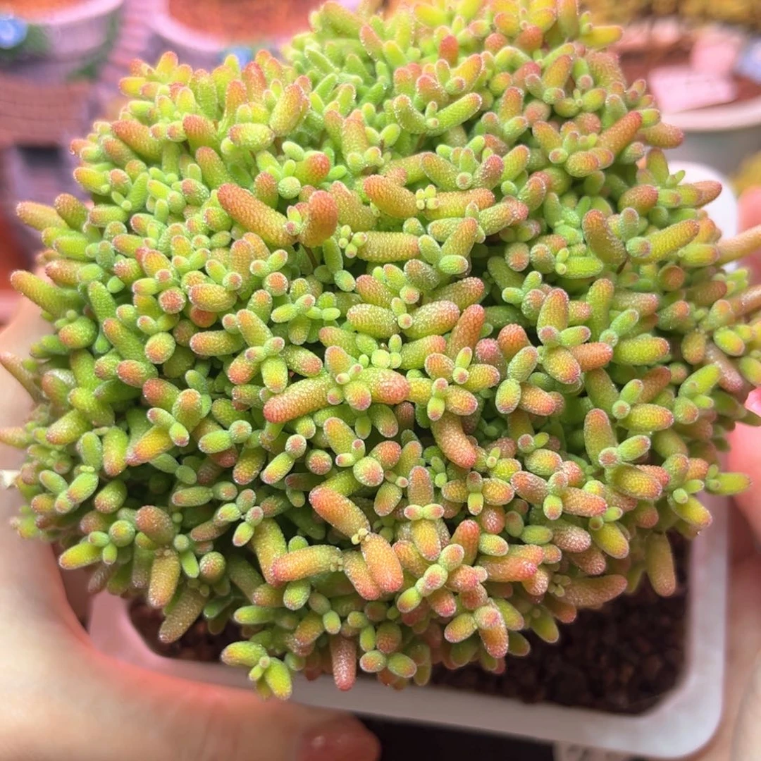 041蜜桔大老桩可爱多肉植物