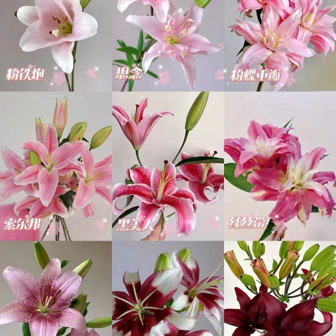 【大聪明卖花】云南百合 云南直发鲜花家居水养鲜花花束客厅