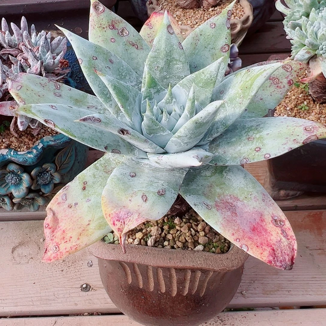 8015雪山仙女杯多肉