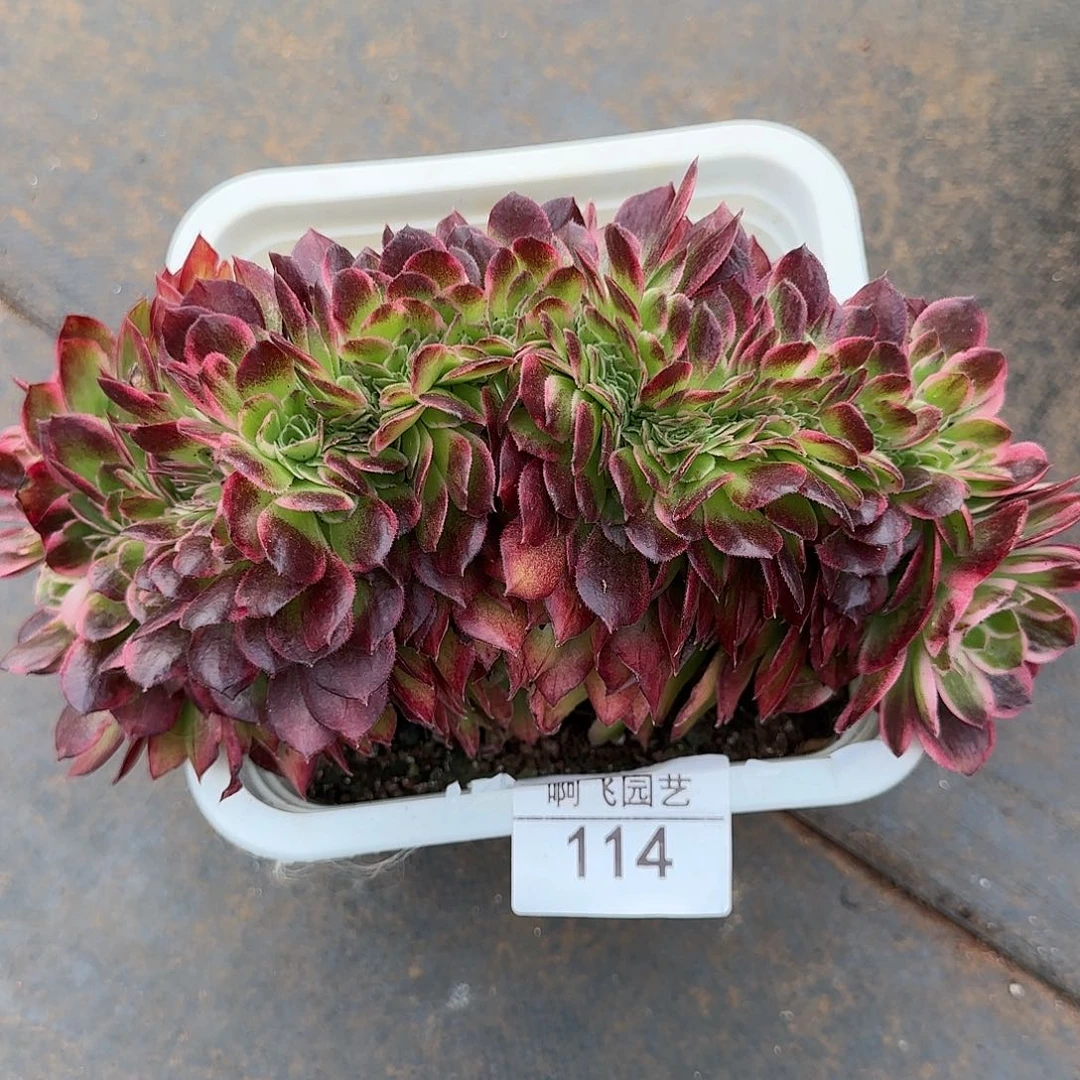 ?**?114多肉 中奖海王缀