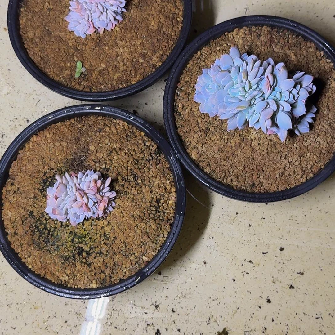 卉****白茶缀化 3颗 一物一拍