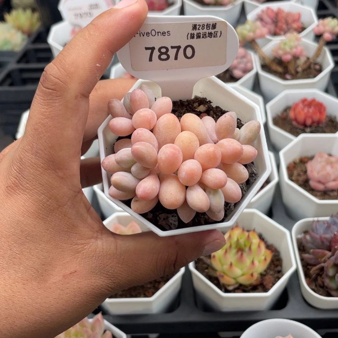 粉色恋人5.0厘米