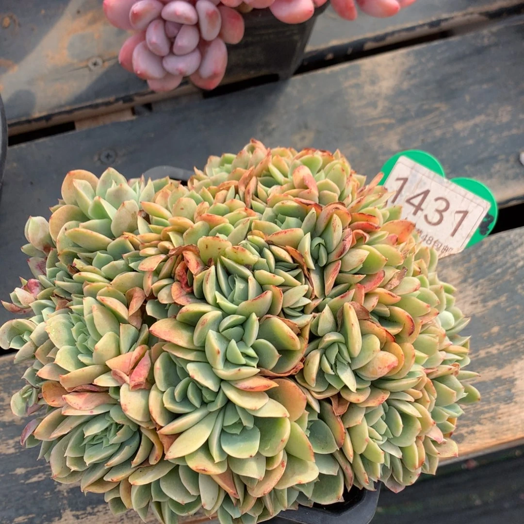 辛娜塔朵朵微瑕疵1431