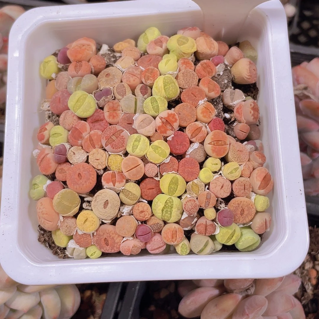 生石花e038一物一拍