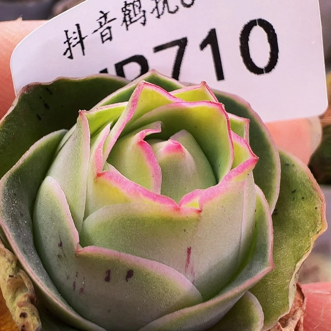 无花朵HR710福利捡漏好东西