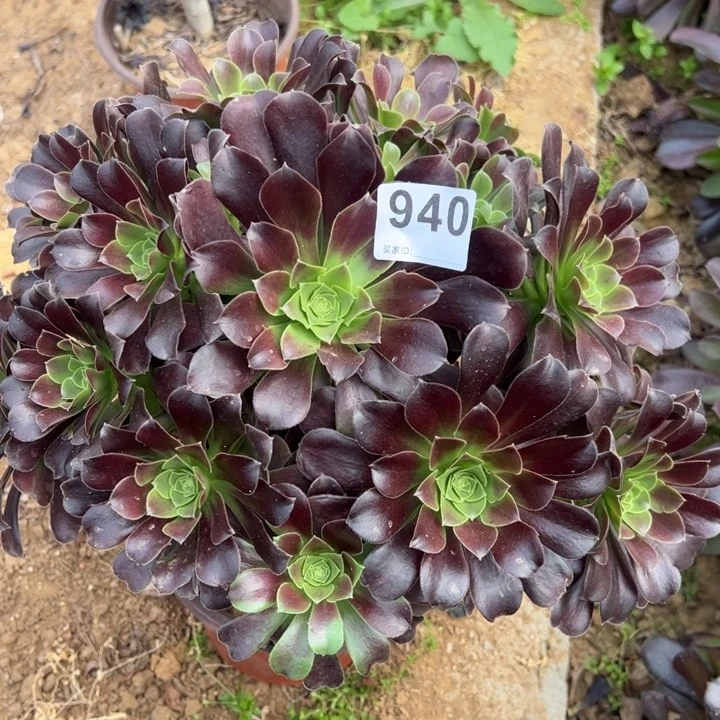 欧子多肉植物940