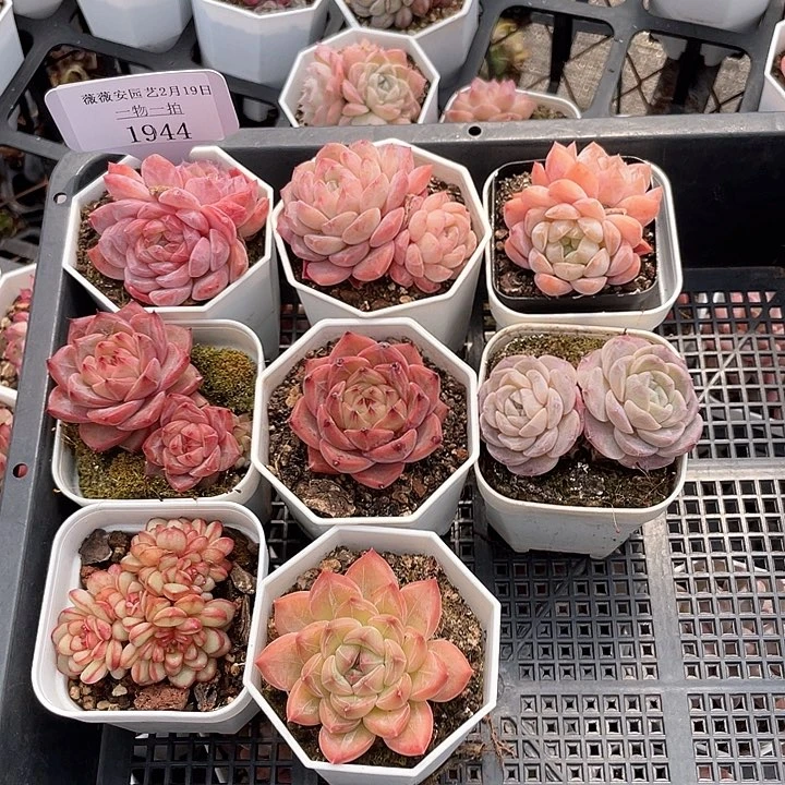 薇薇安园艺多肉1944
