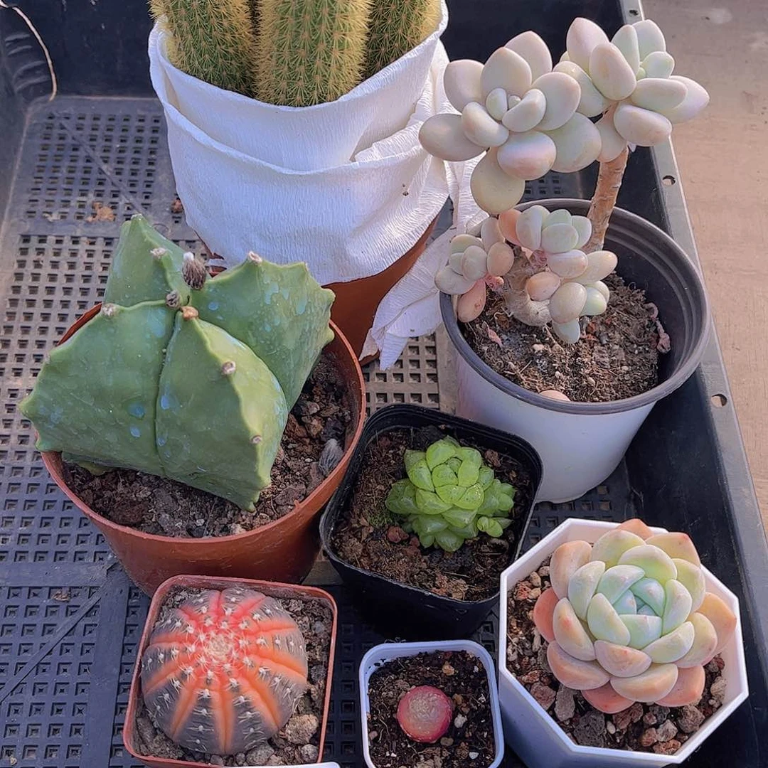 多肉303多肉植物