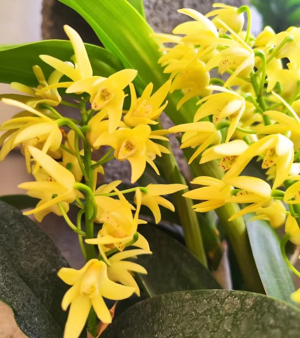 黄色大明石斛 爆花耐寒好养室内阳台 云南鲜花绿植