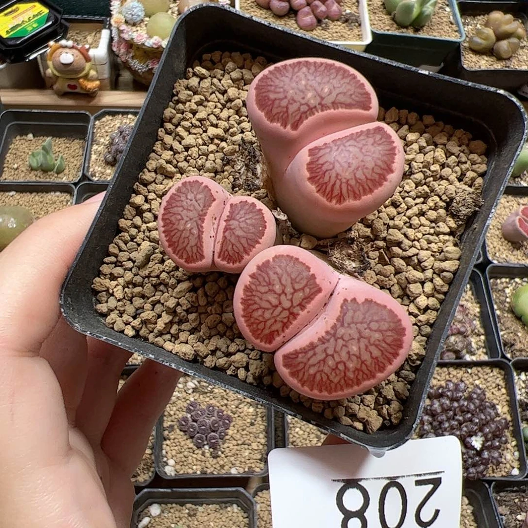 【闪购商品】208 粉菊