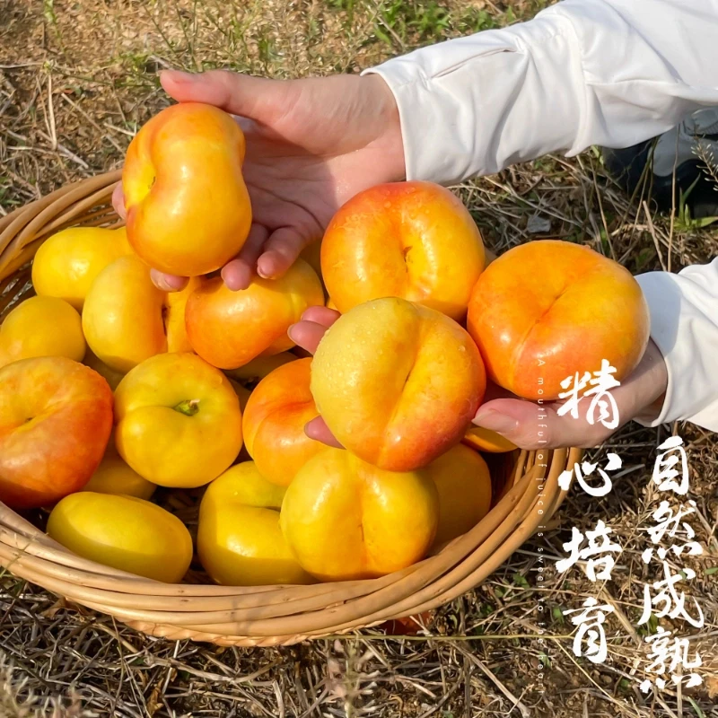 【漠叔专属】正宗河北清甜彩虹蟠桃新鲜现摘甜油脆蟠桃子孕妇2-5斤