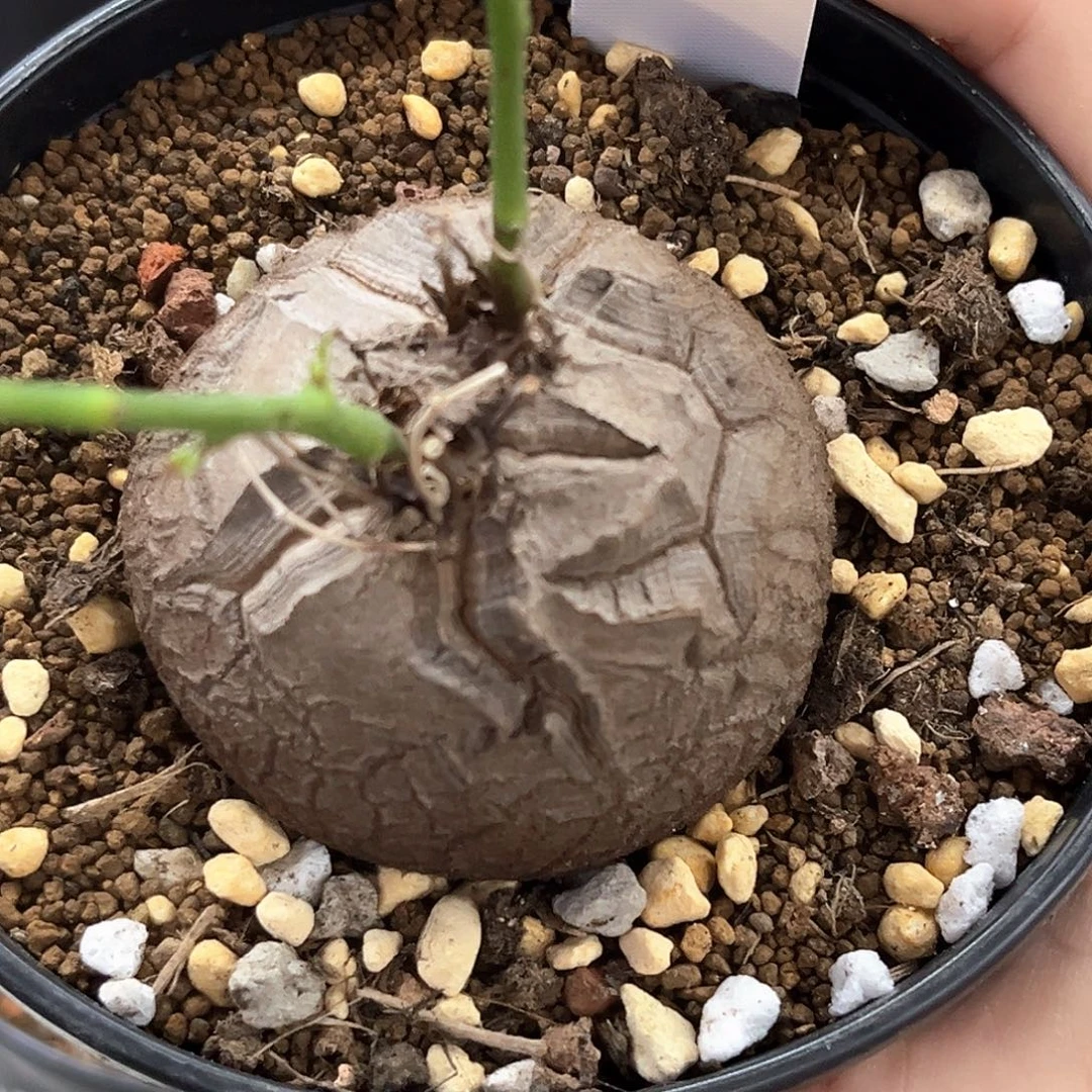 潮流植物优选南非龟，超圆
