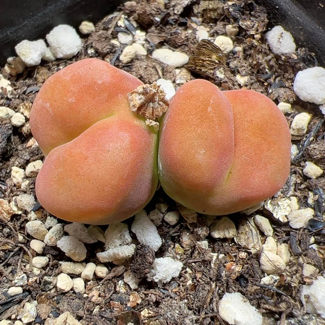 【闪购商品】96 水蜜桃