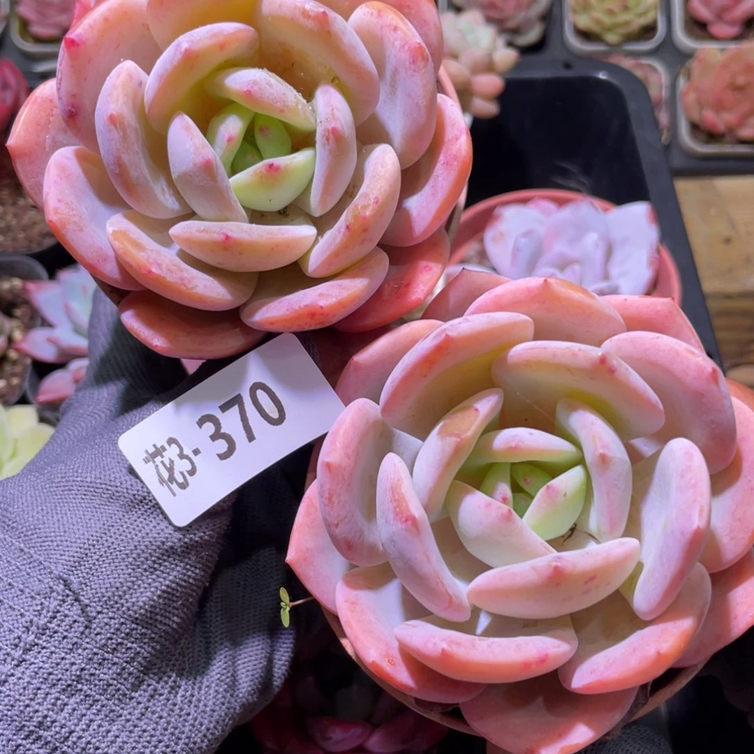 花利美3-370白月梦露2