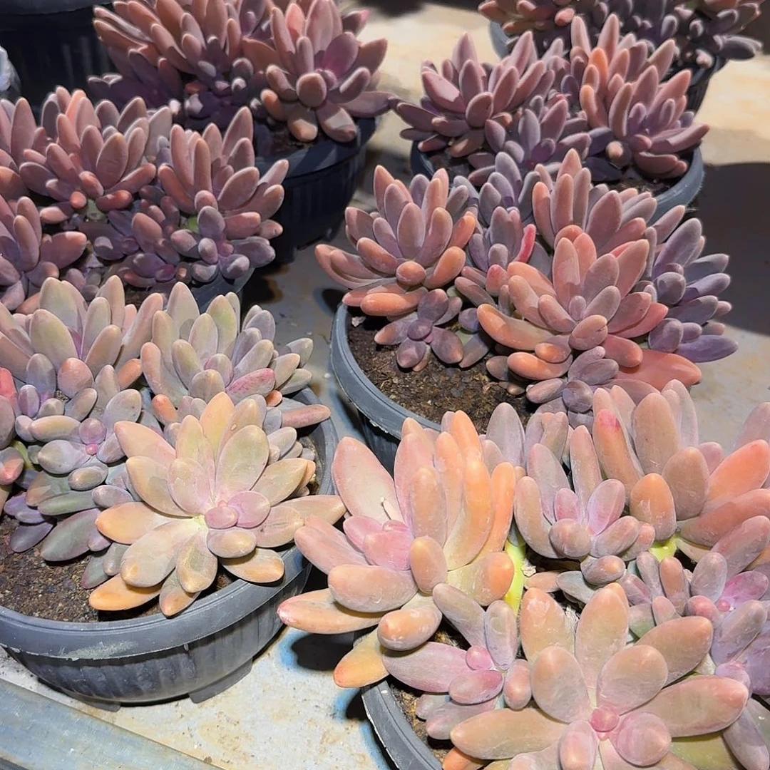 糖果美人整无砍老桩群生