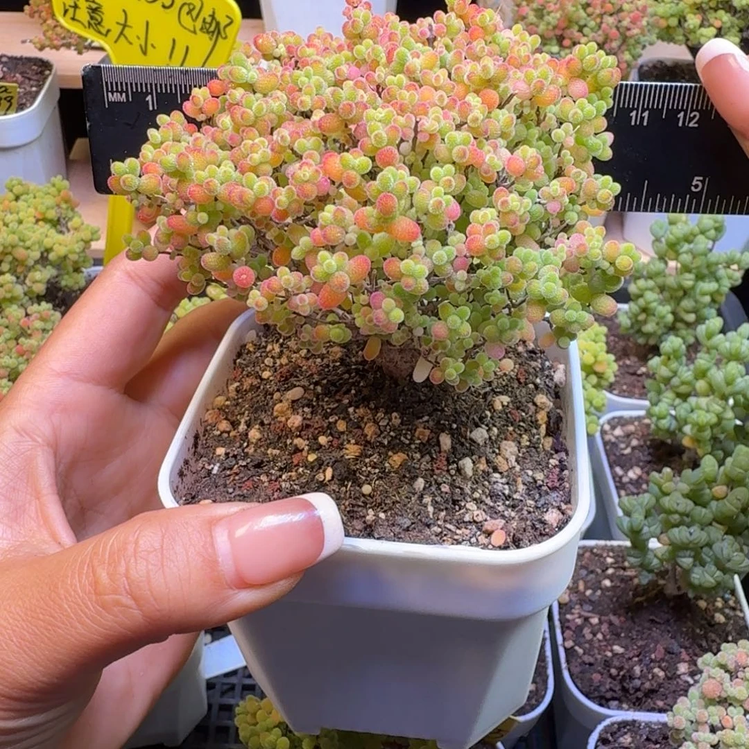 可***xa3号蜜橘冠服9厘米左右